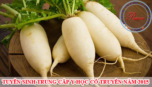 Củ cải trắng bài thuốc Y học cổ truyền Việt Nam