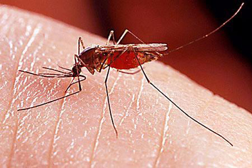Bài thuốc Y học cổ truyền điều trị bệnh sốt xuất huyết
