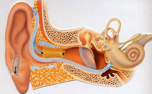 Chữa bệnh điếc tai bằng bài thuốc Y học cổ truyền