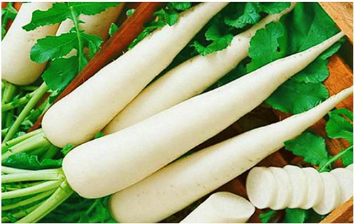 Củ cải trắng bài thuốc Y học cổ truyền Việt Nam
